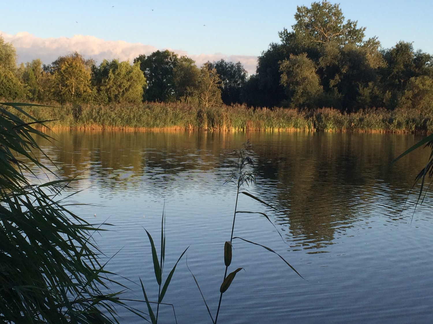 Mose og natur i aftenlys ved campingpladsen
