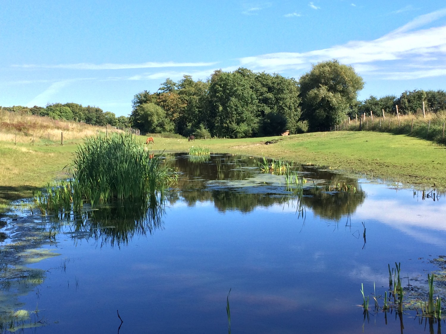 Dyrefold og sø ved hundeskoven